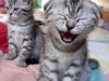 kattunge-2