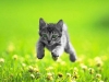 kattunge