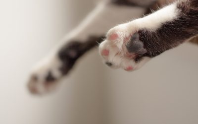 Hva er en Polydaktyl katt?