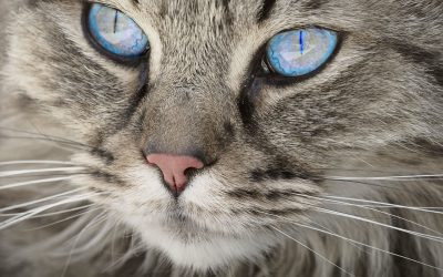 Katteraser med blå øyne