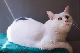 Turkish Van Polydactyl stor katt